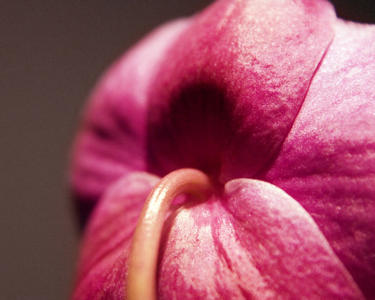 Розовый стебель обои