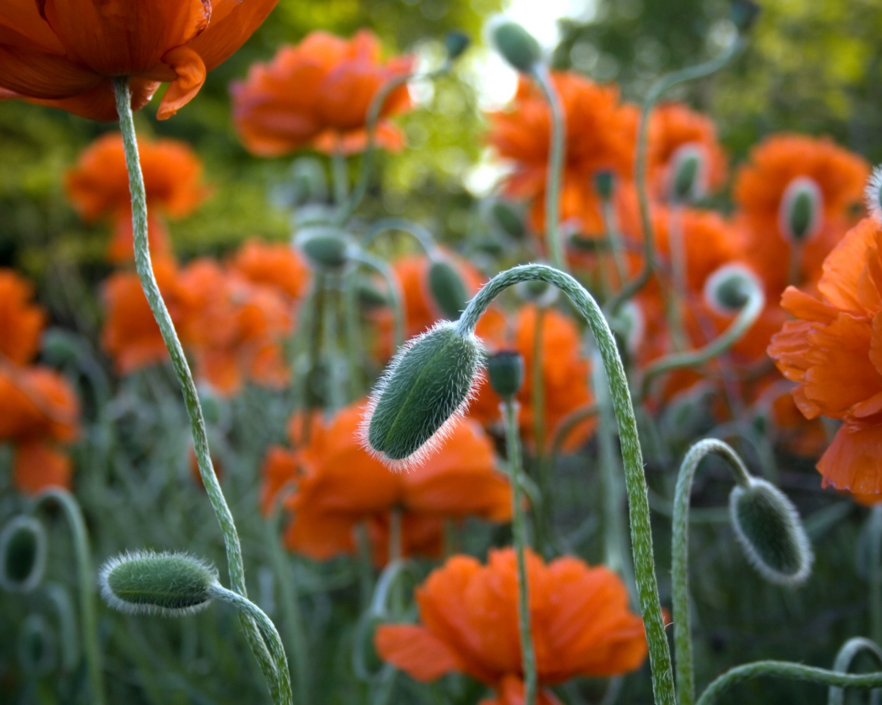 Бутон среди цветов обои