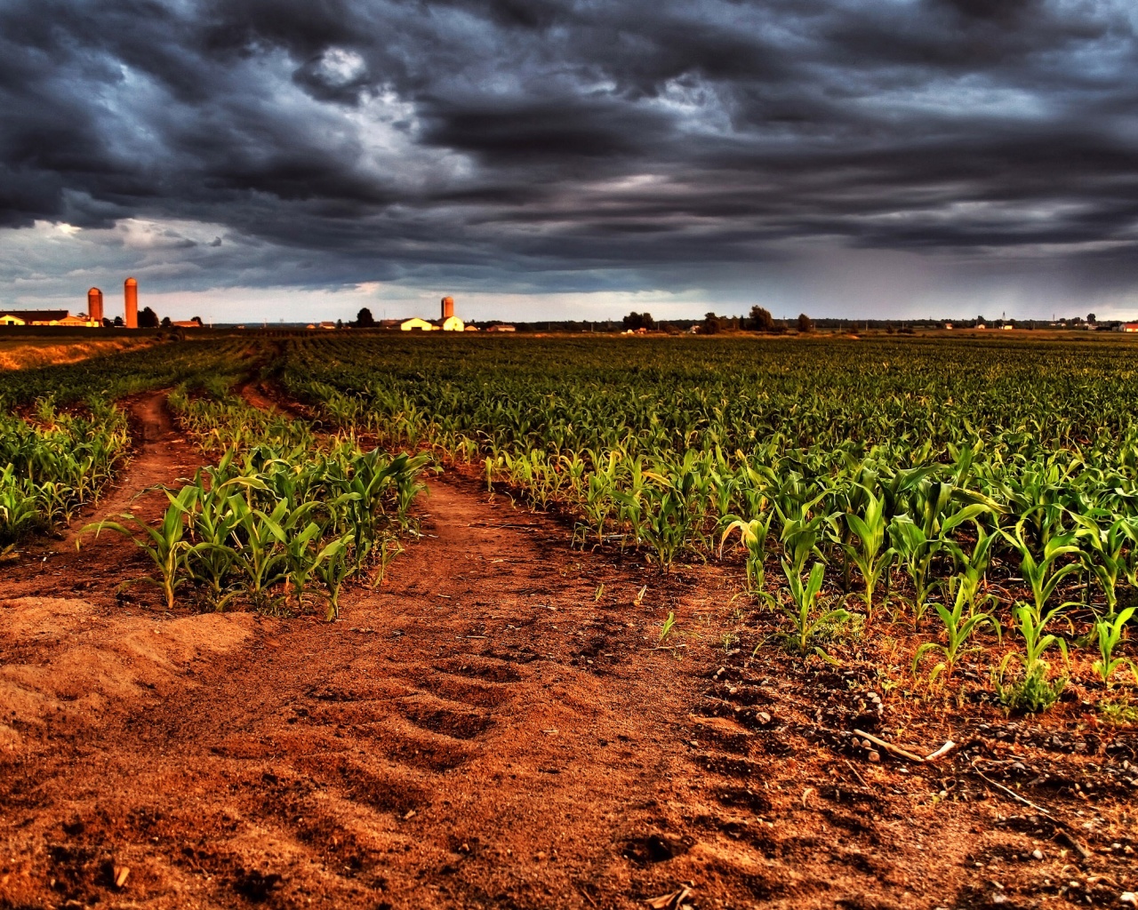 Кукурузное поле у фермы обои