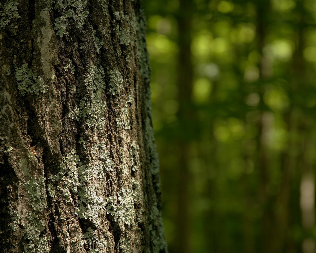 Ствол дерева обои