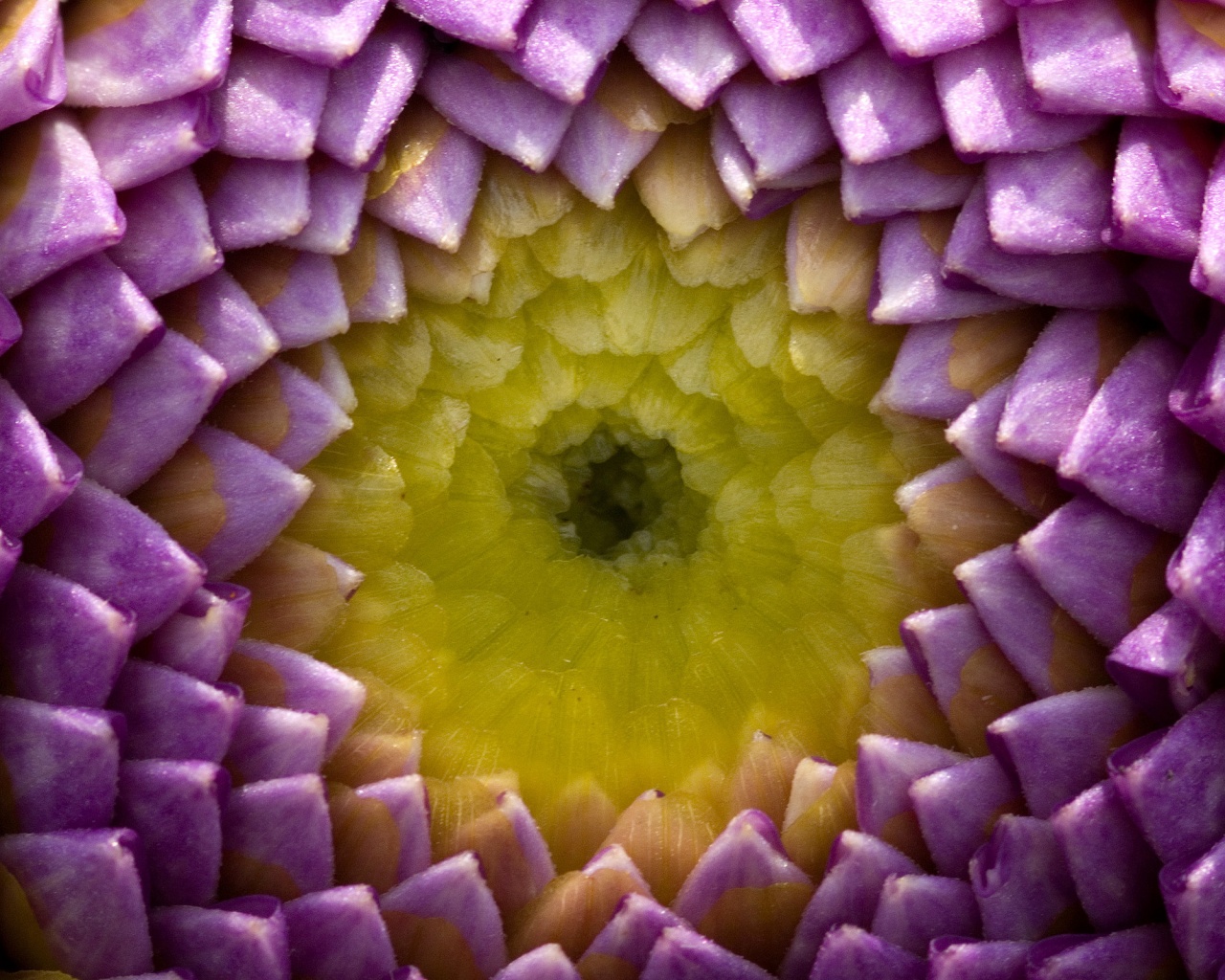 Сердцевина цветка обои