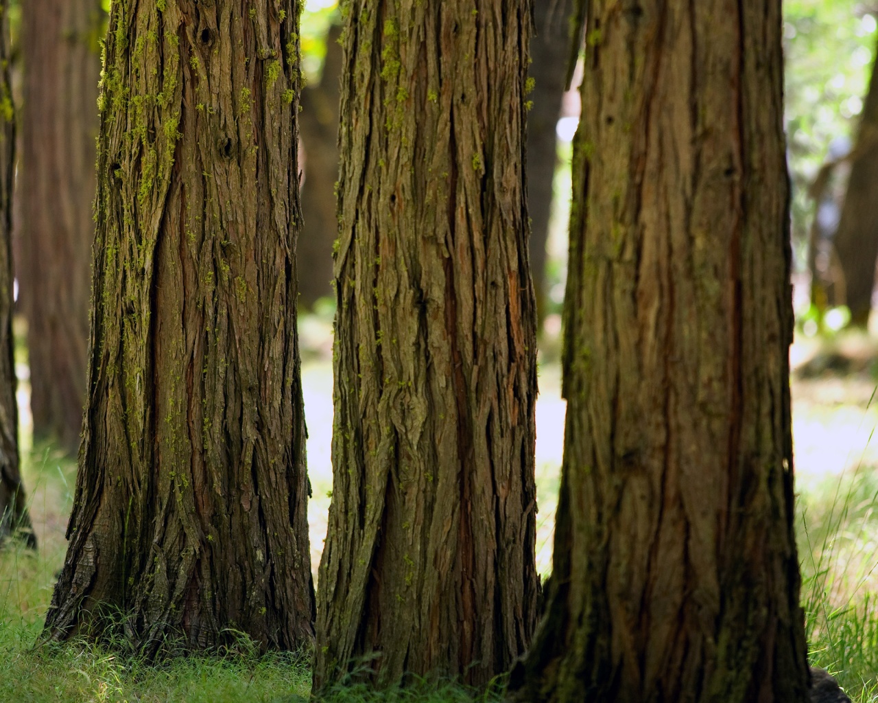 Стволы деревьев  обои