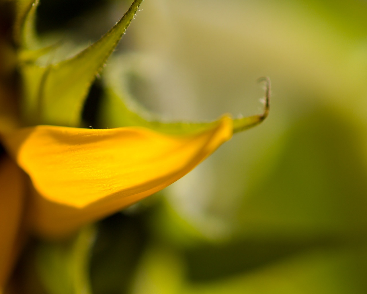 Солнечный цветок обои