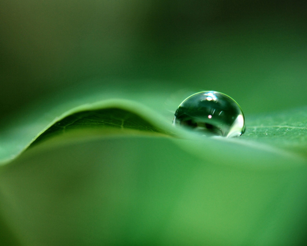 Фотография капли воды в макро обои