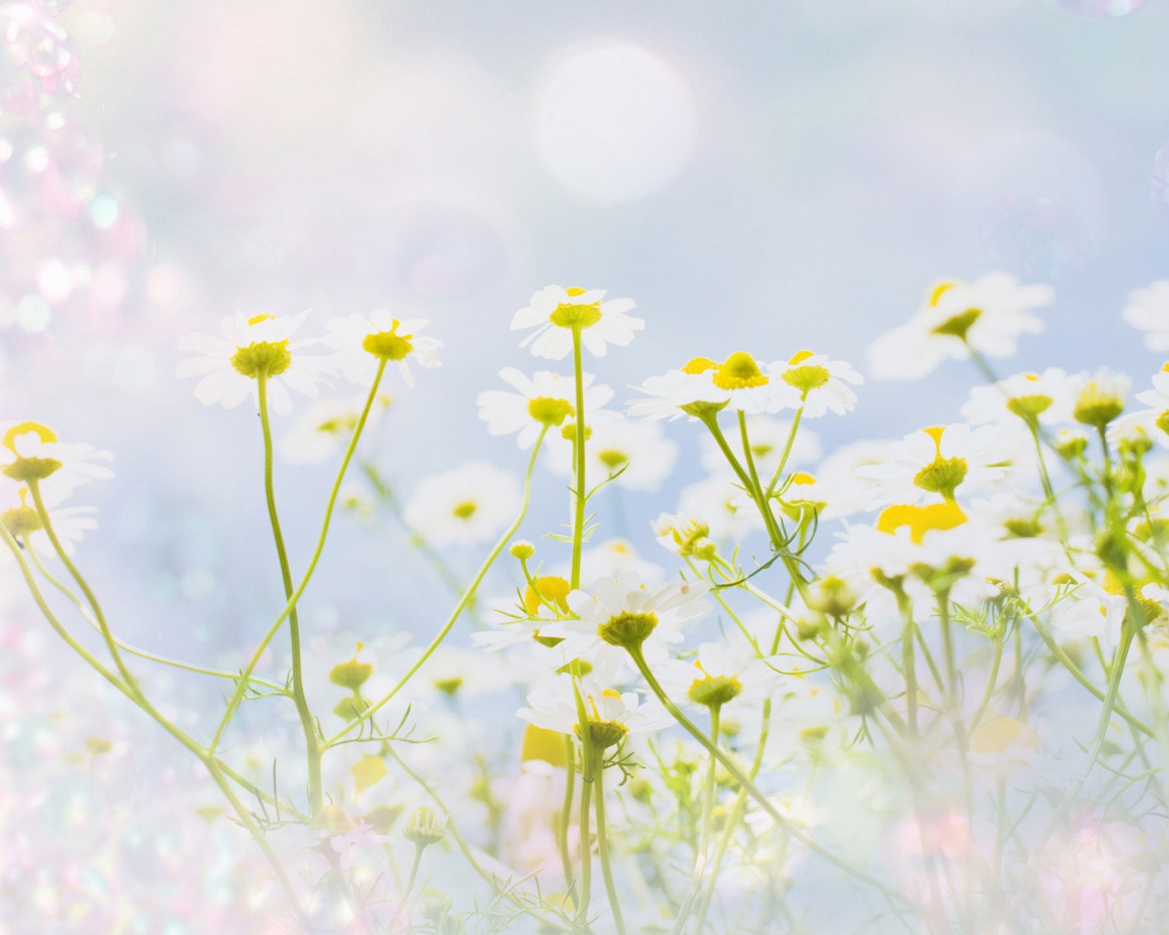 Цветочное лето обои