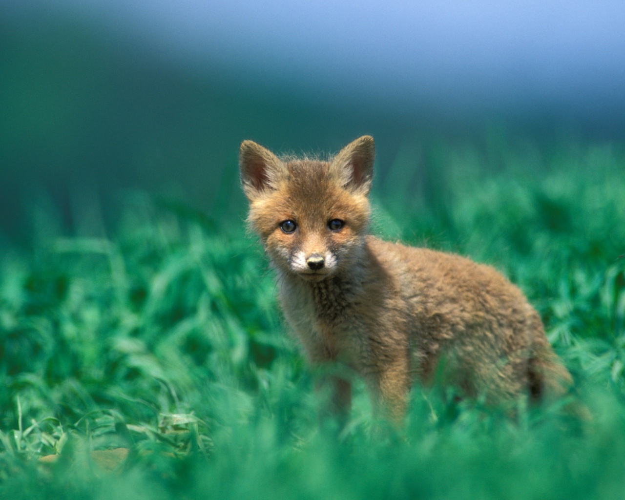 Удивлённый лисёнок обои