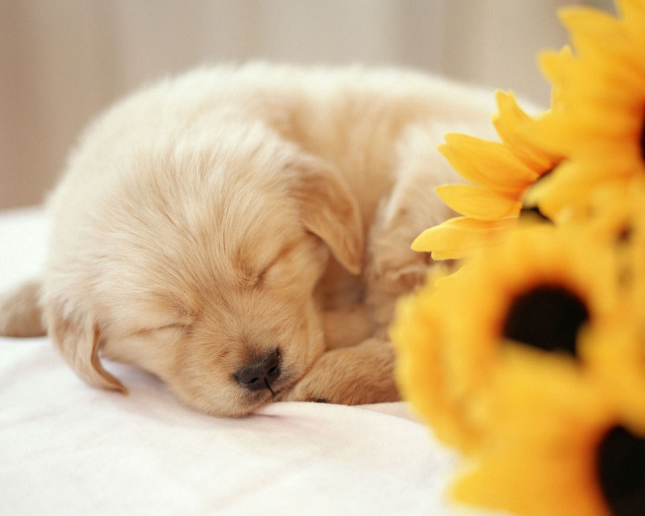 Спящий щенок обои