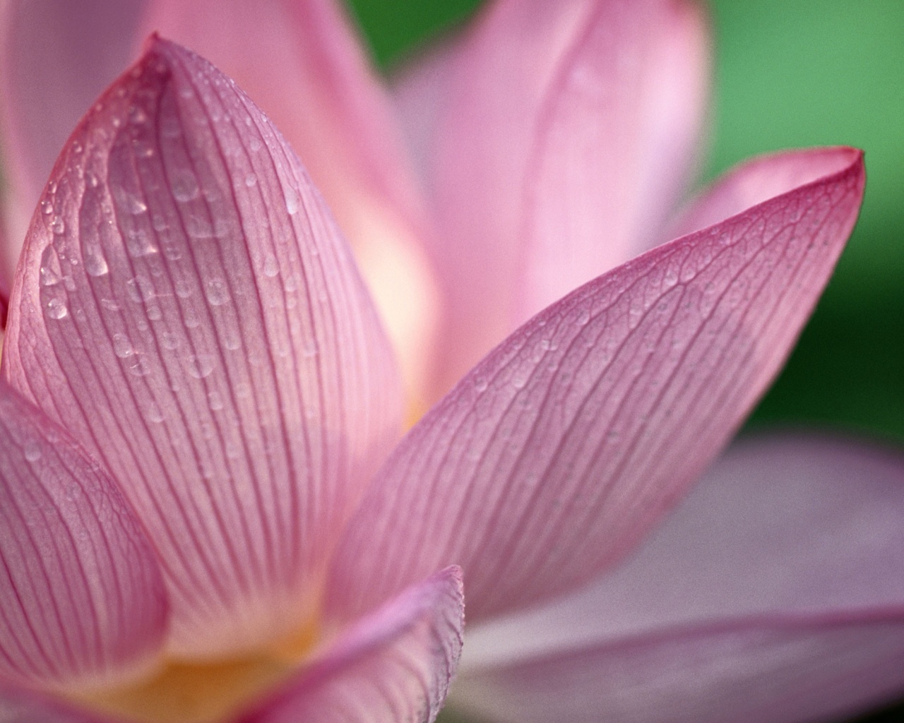 Лепестки цветов обои