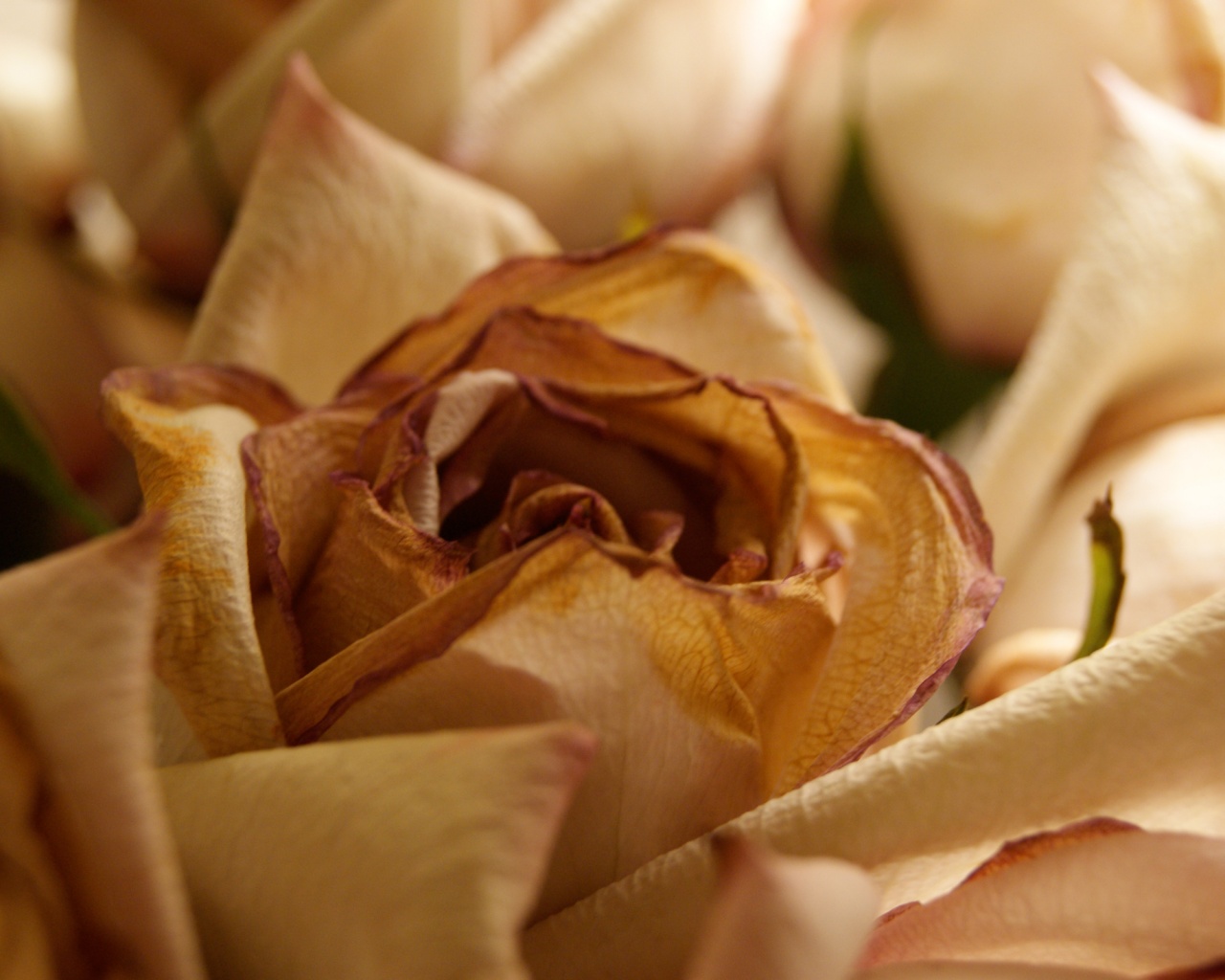 Увядающая роза обои