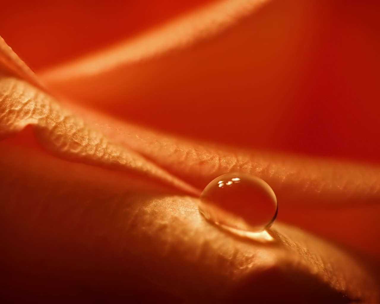 Капелька обои