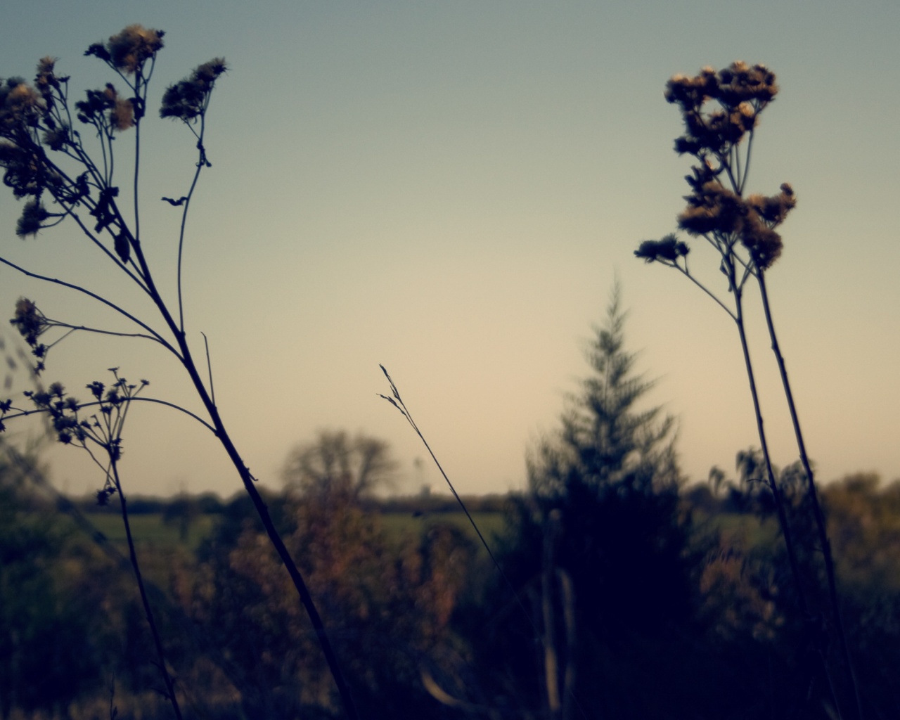 Вечерний луг обои