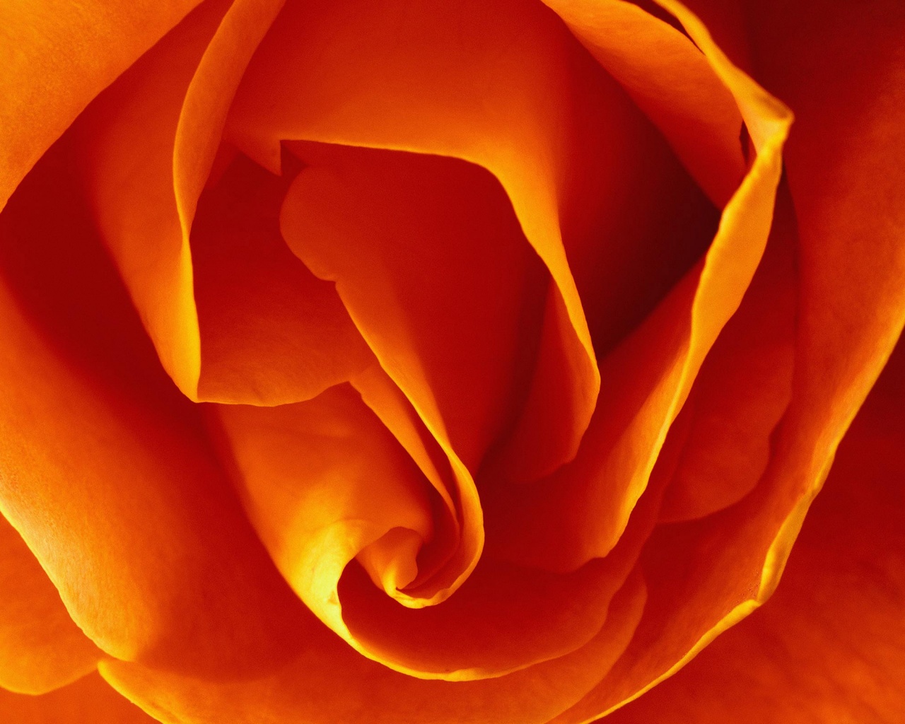 Макро фотка бутона обои