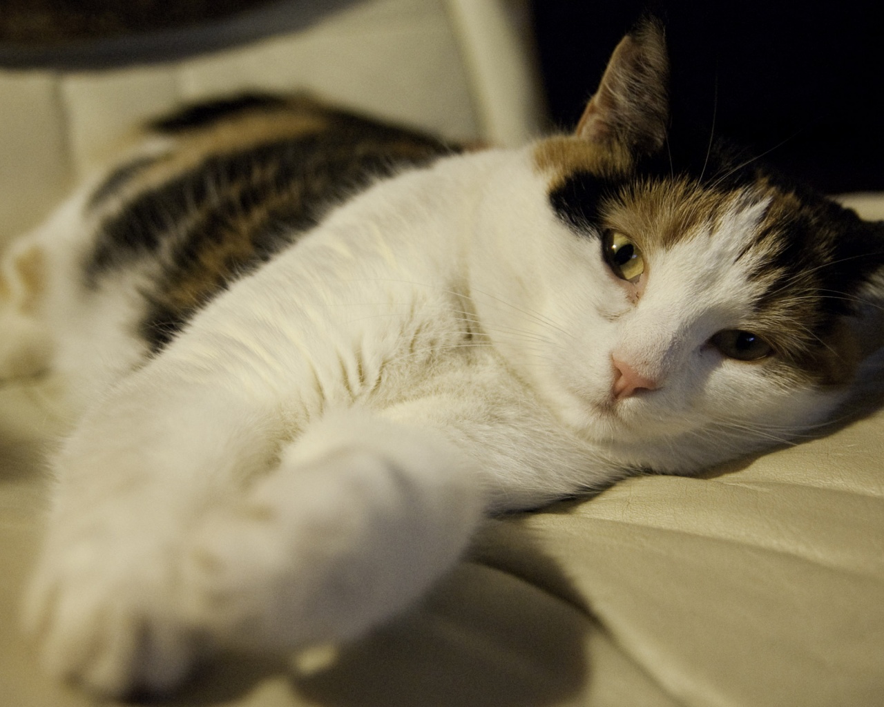 Котэ отдыхает обои