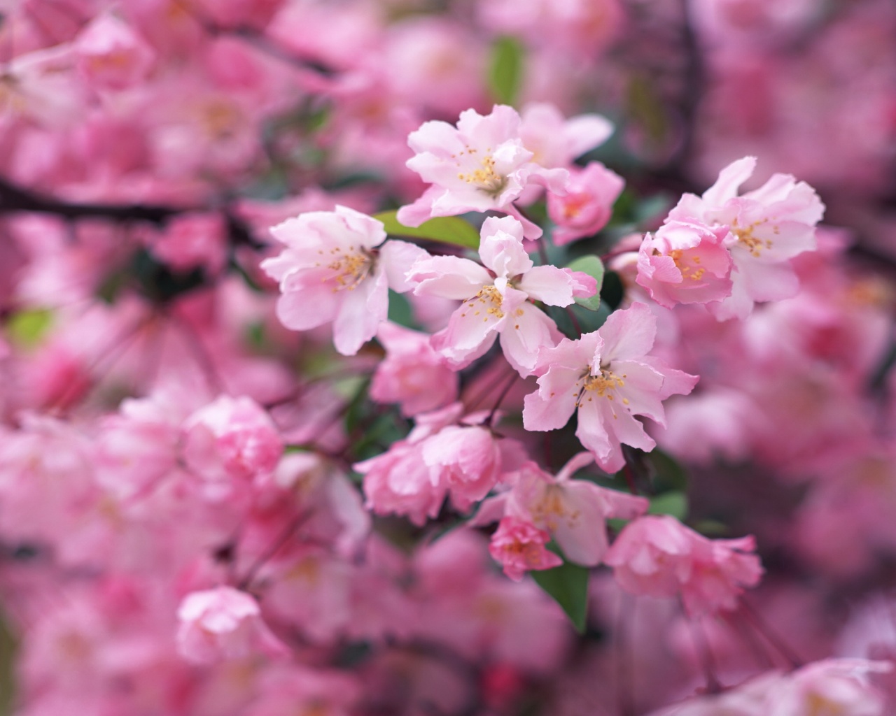 Весенние цветы обои