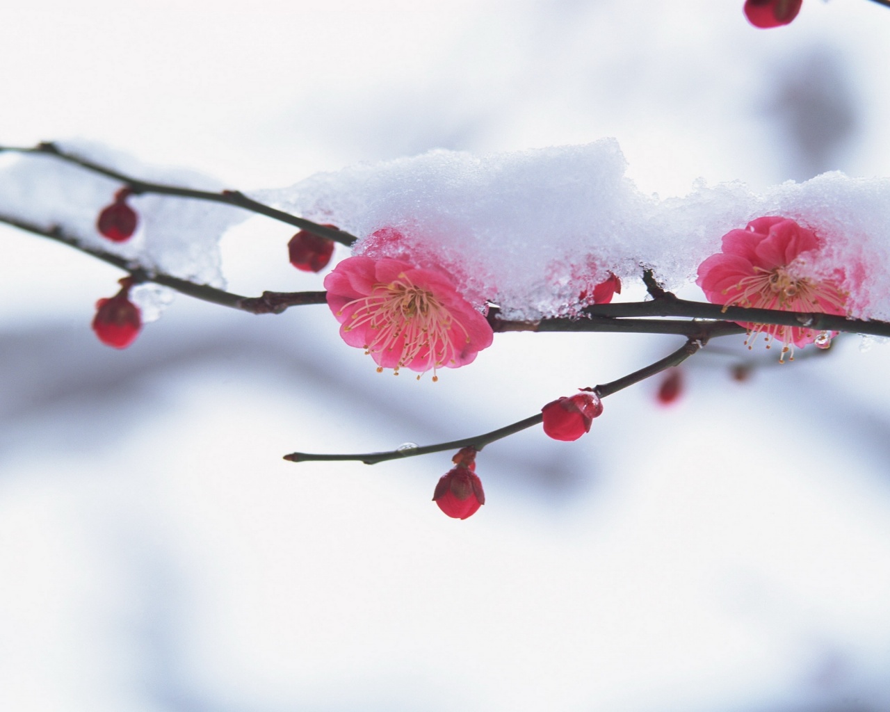 Цветы под снегом обои