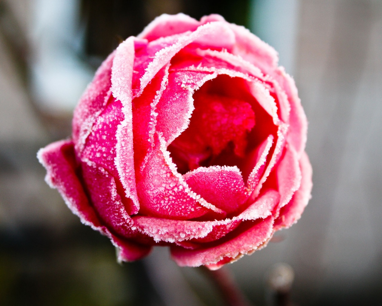 Роза в иние обои