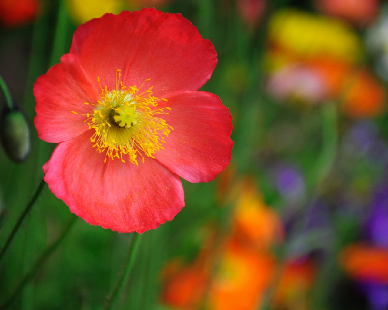 Красивый красный цветок обои