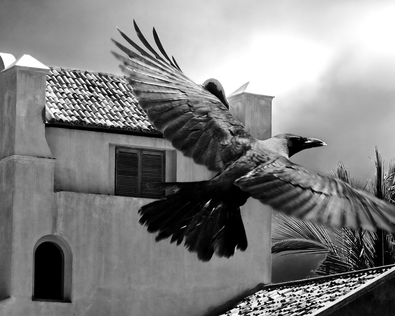 Полёт ворона обои