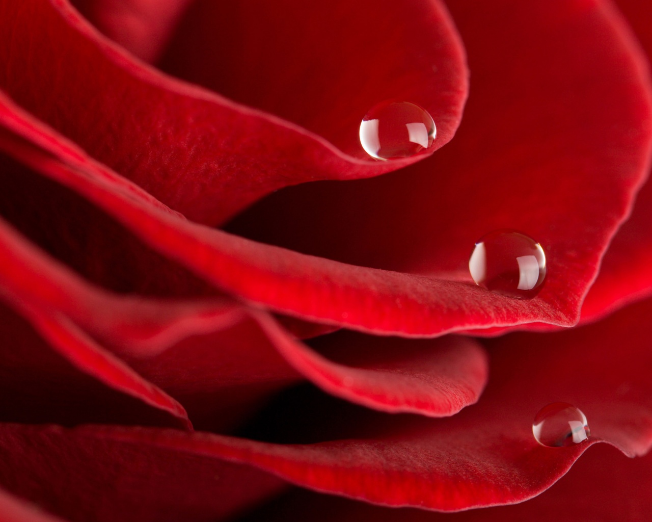 Капли росы на лепестках розы обои