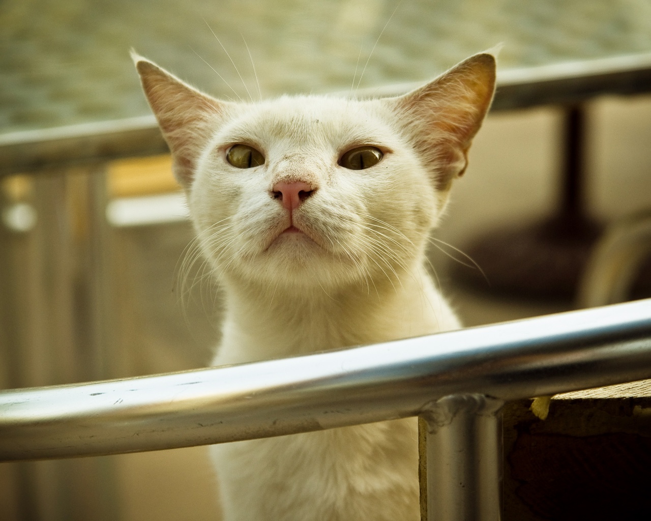 Настороженно принюхивающийся кот обои