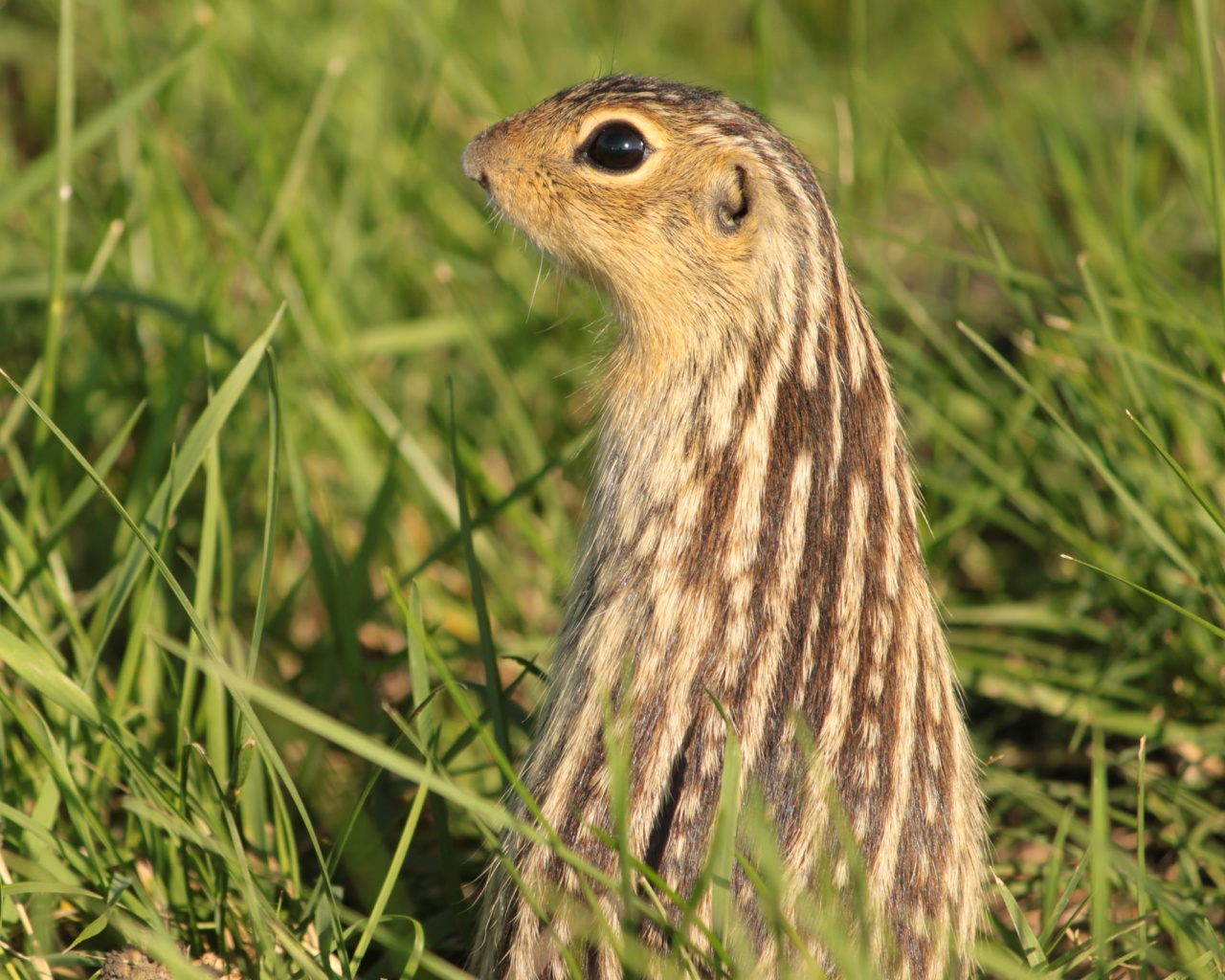 Сурок в стойке обои