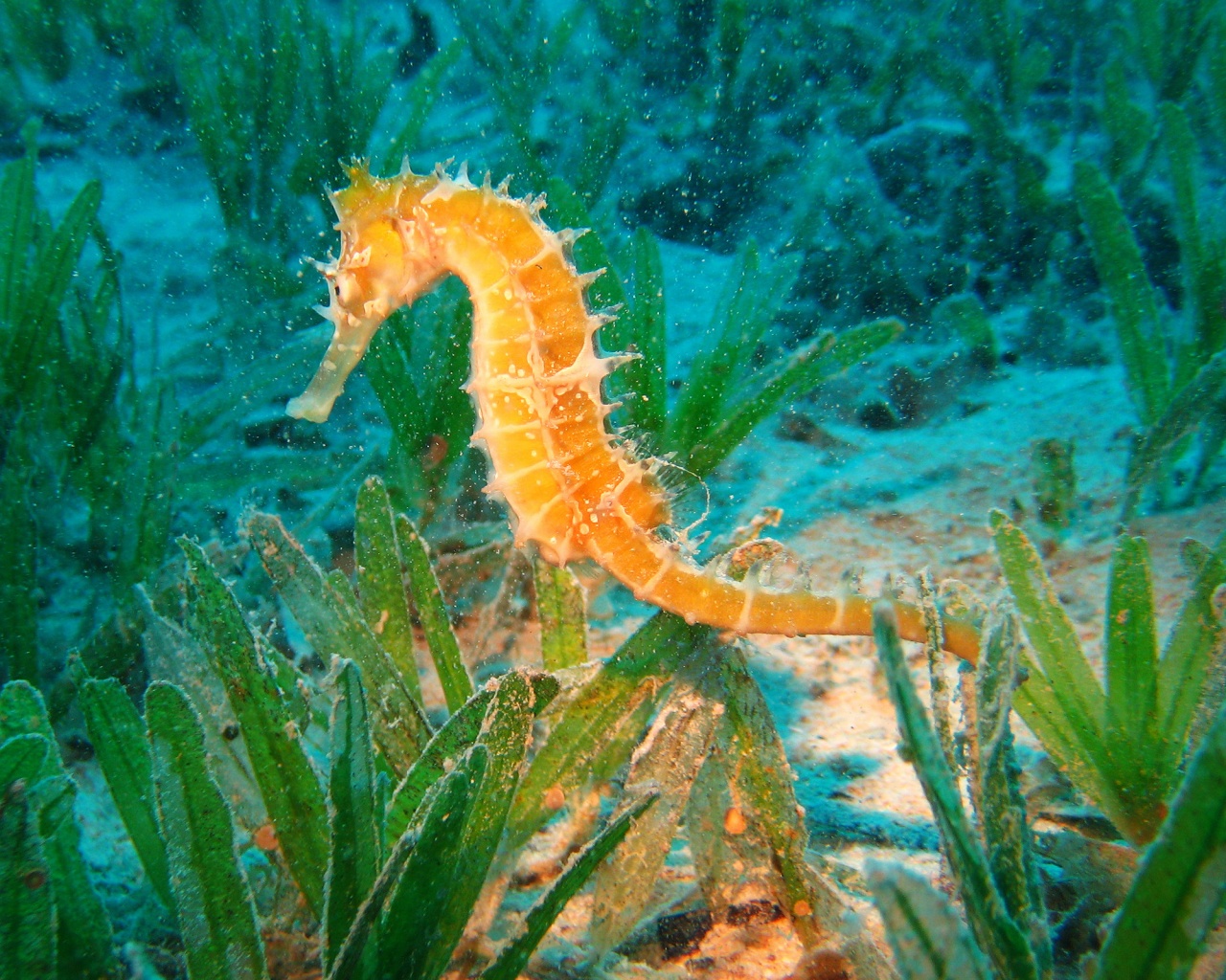 Морской конек обои