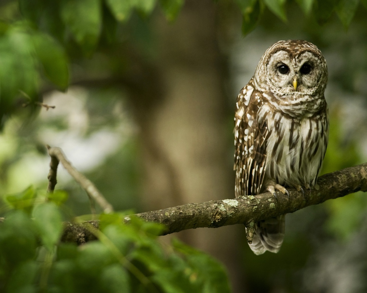 Сова на ветке обои