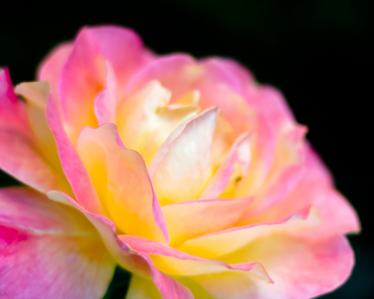 Картинка с нежным розовым цветком обои