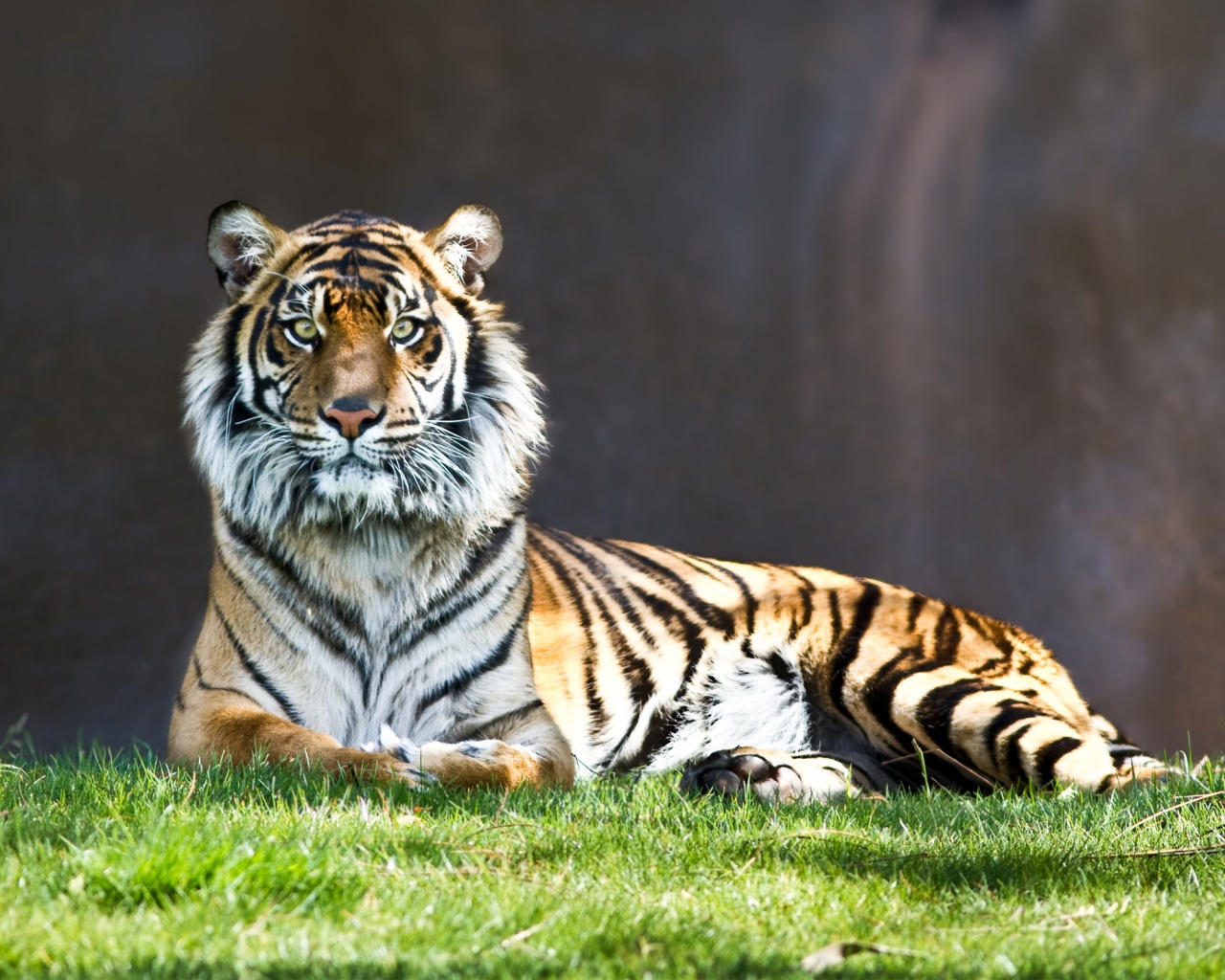 Величественный тигр обои