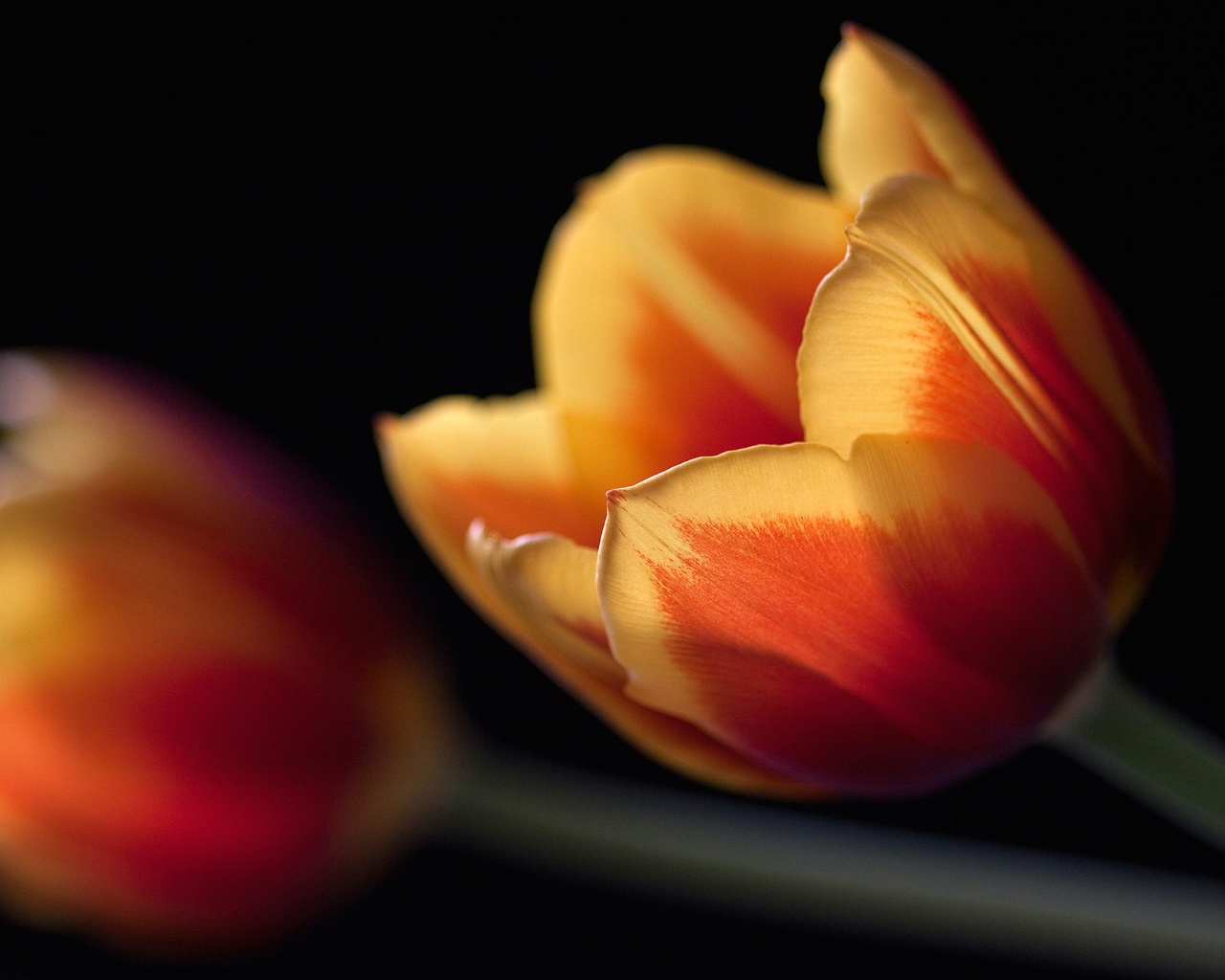 Тюльпаны в темноте обои