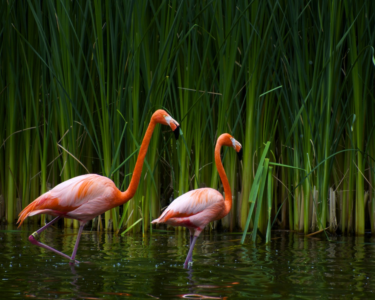Красивые розовые фламинго на озере обои
