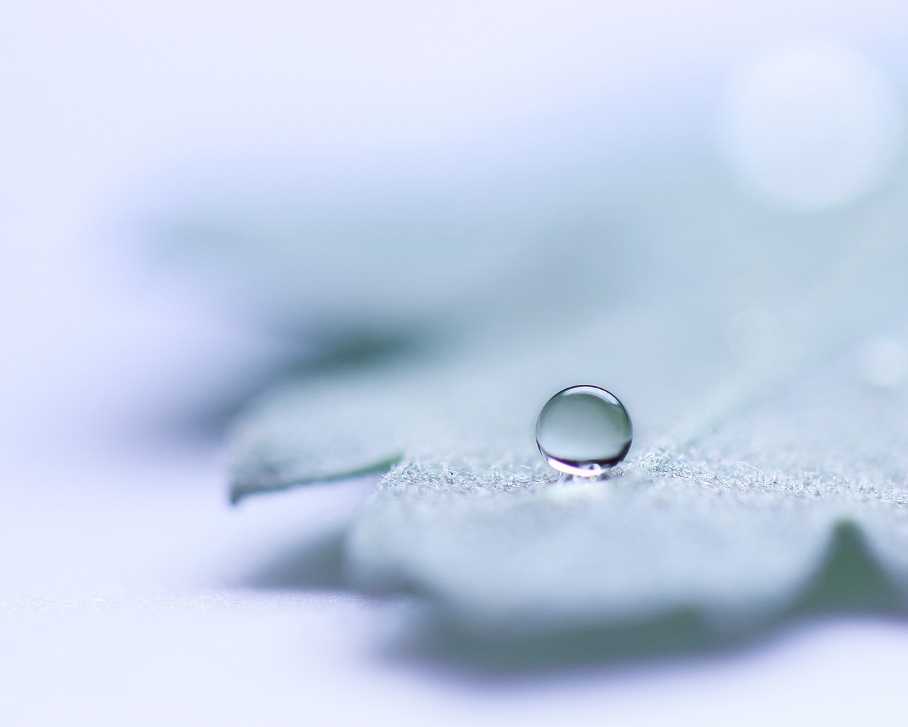 Капля на замёрзжем листе обои