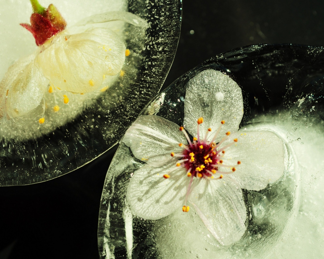 Цветы вишни во льду обои