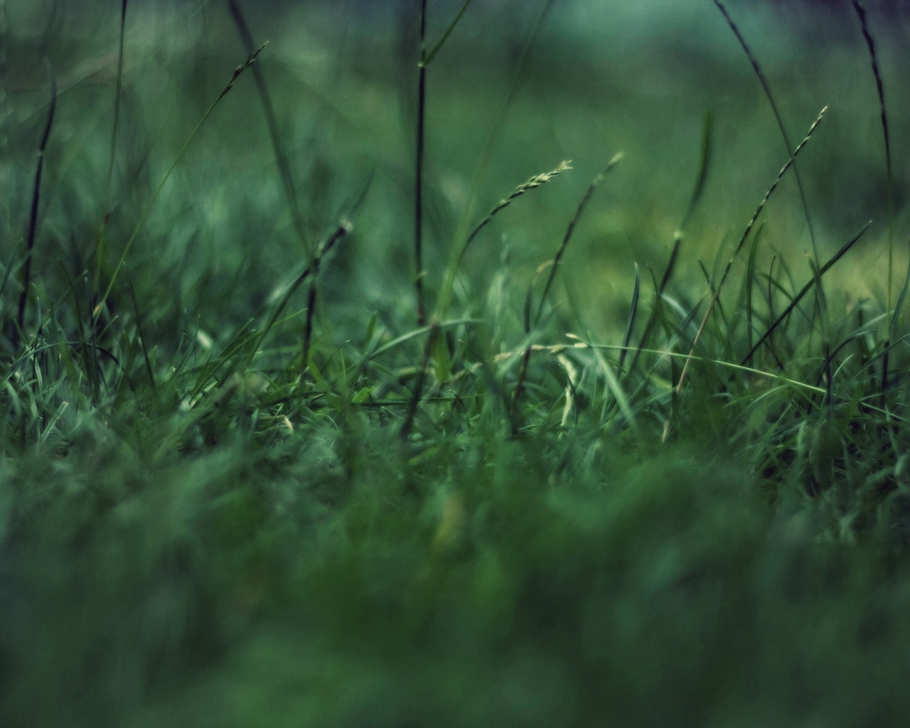 Трава в макро режиме обои