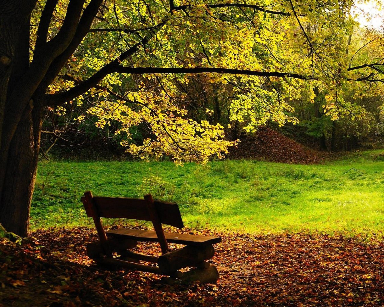 Скамейка под деревом обои