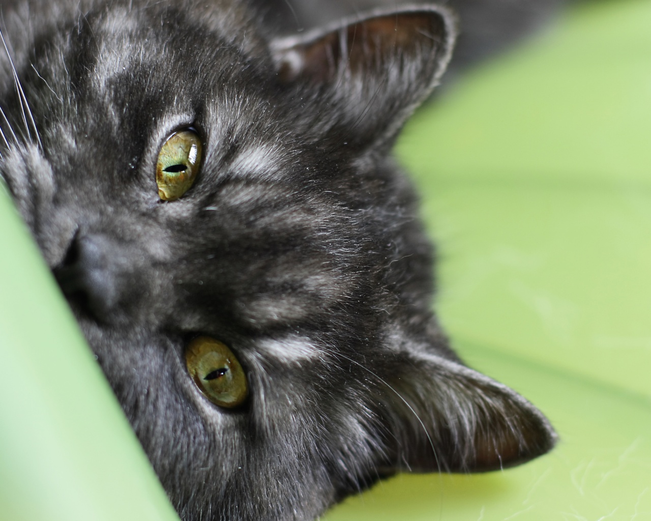 Глаза и уши обои