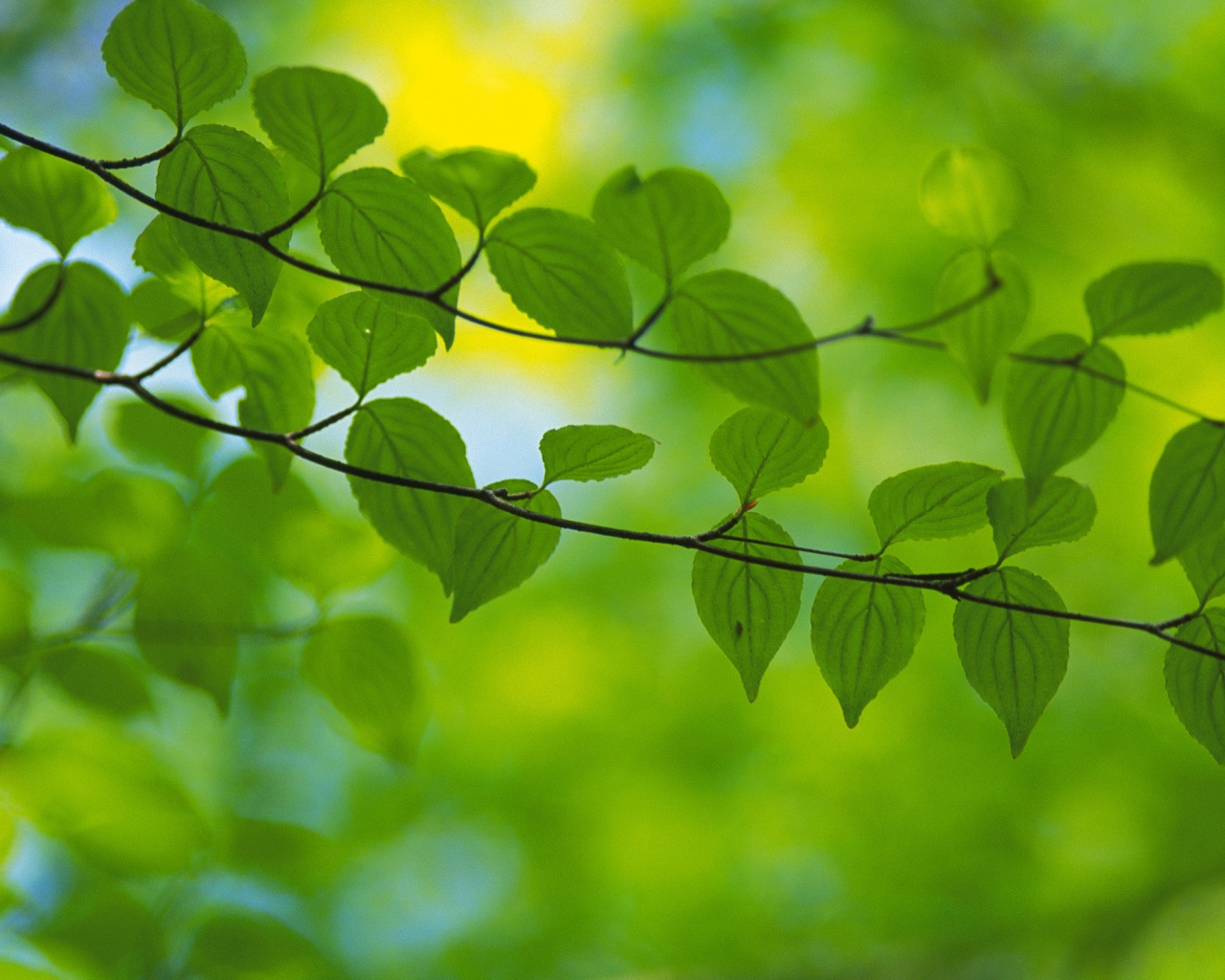 Ветка яркой зелени обои