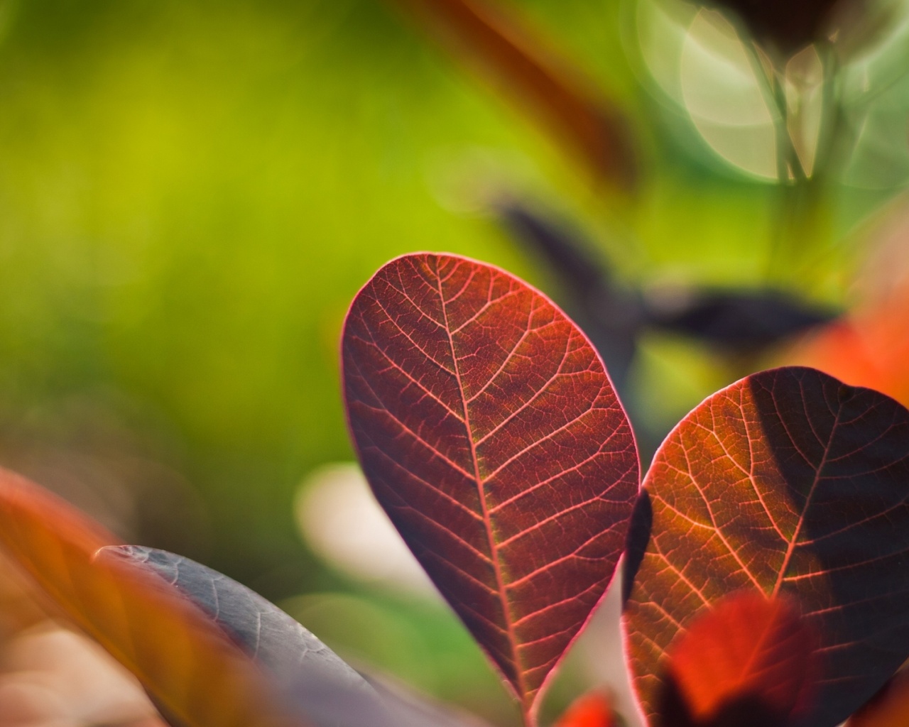 Красные листья обои