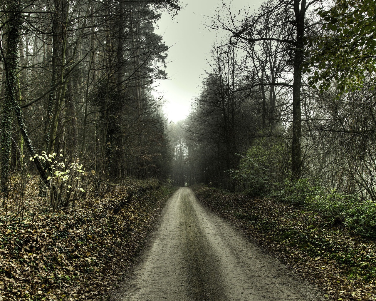 Лесная дорога обои
