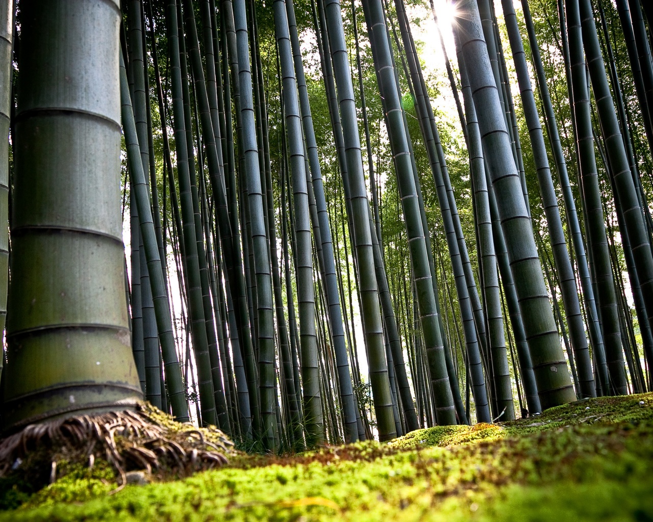 Заросли бамбука обои