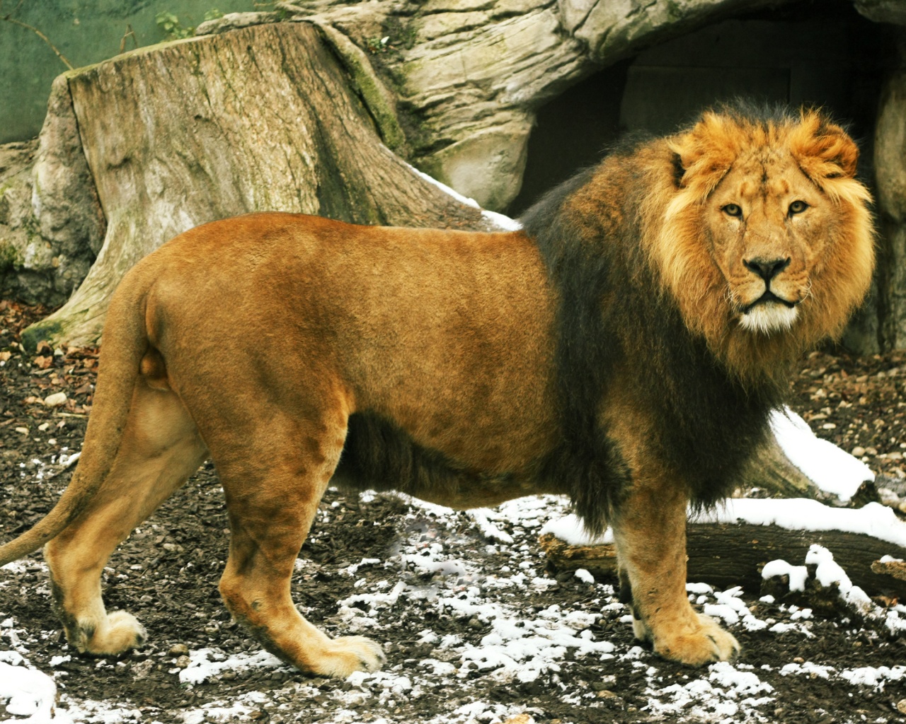 Красивый лев в лесу обои