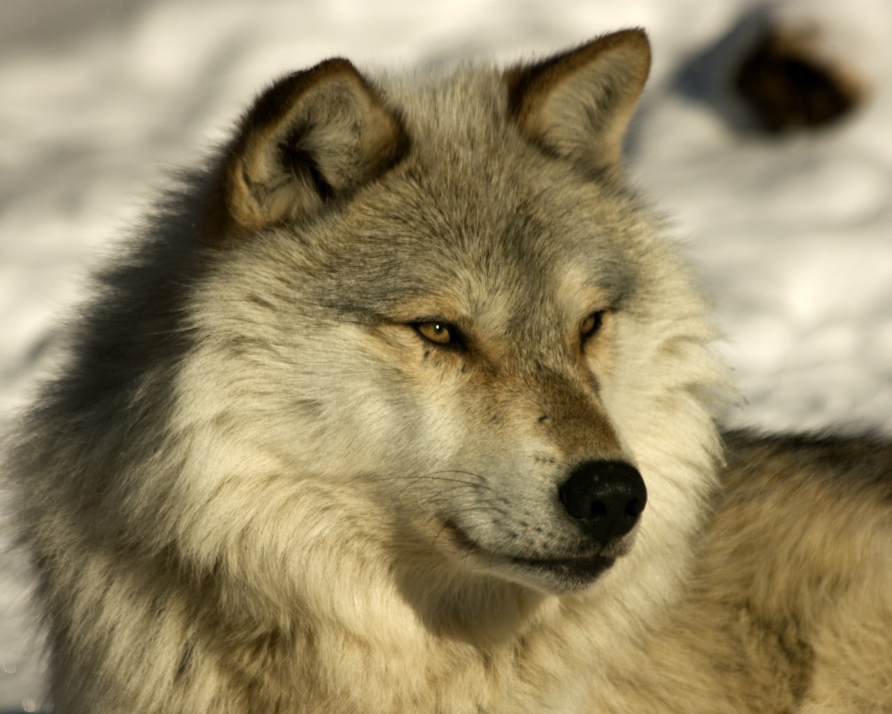 Лайка на снегу обои