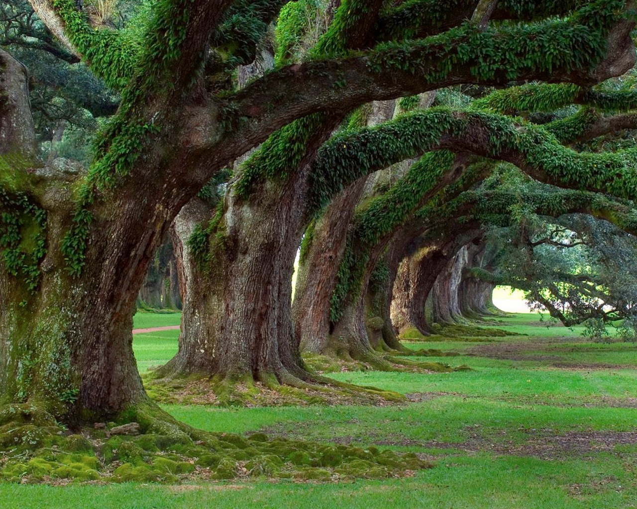 Деревья обои