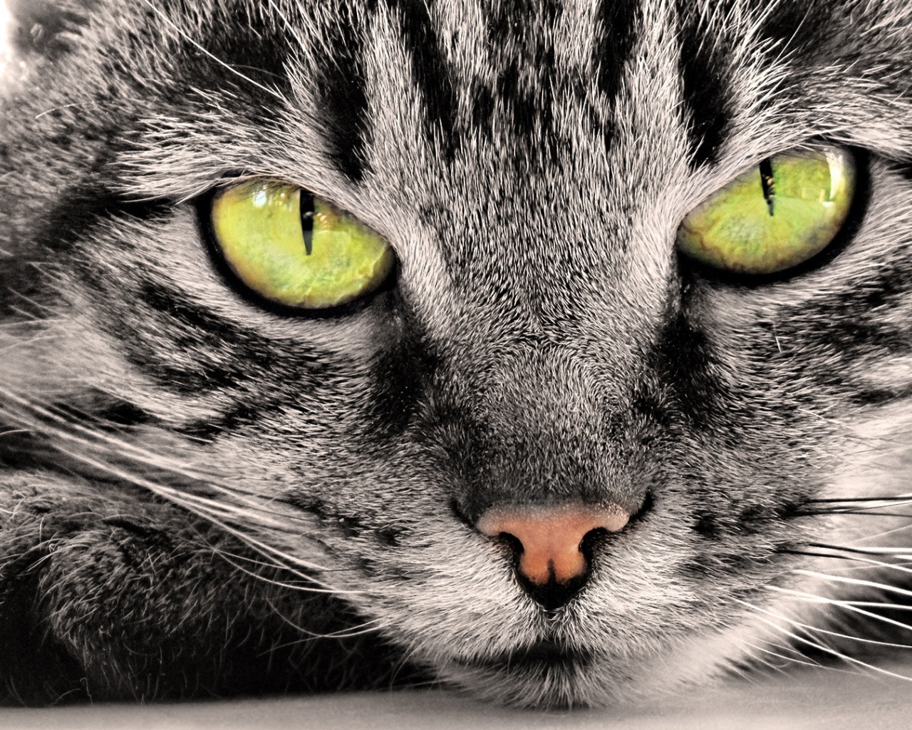 Пристальный кошачий взгляд обои