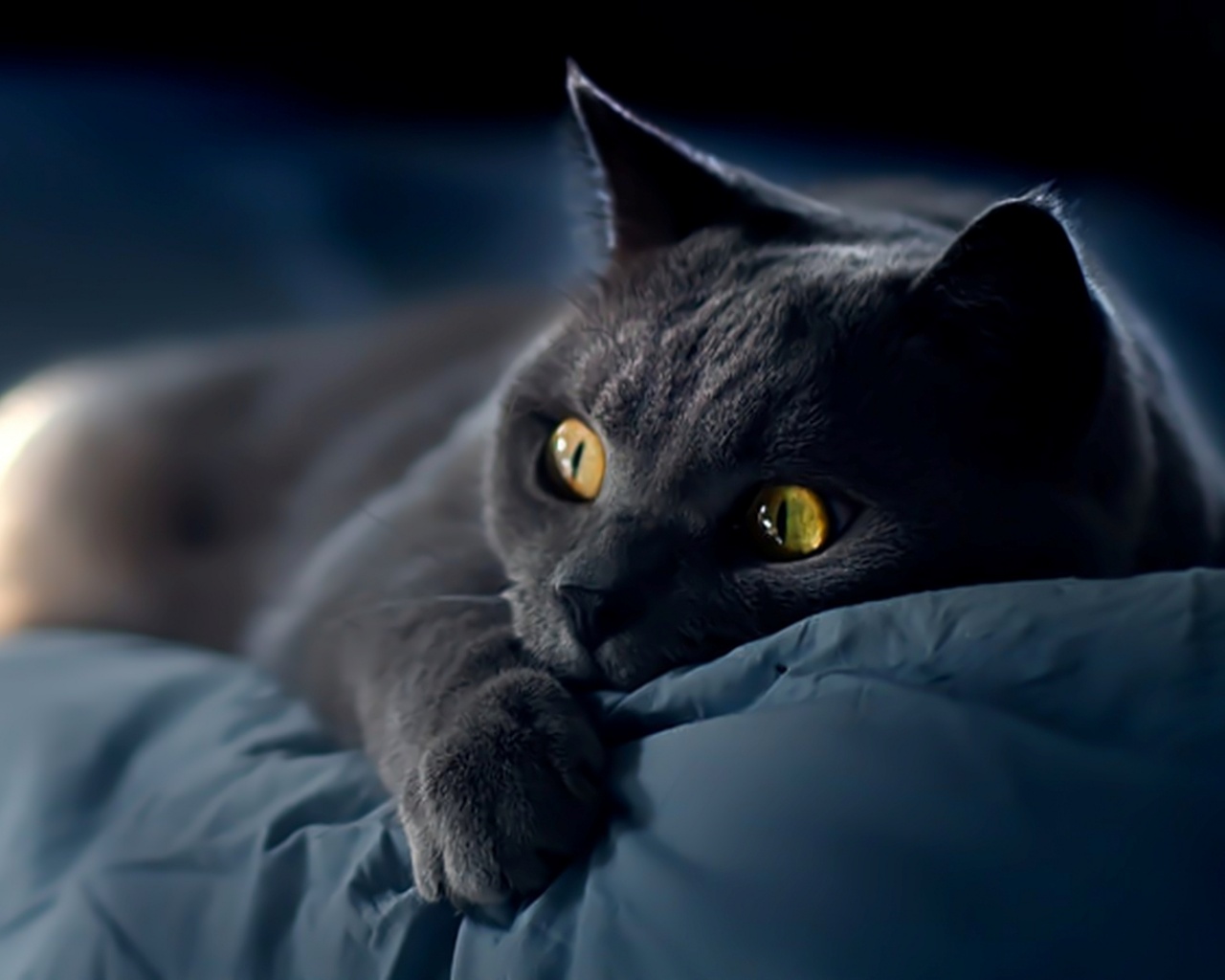 Персидский кот на кровати обои