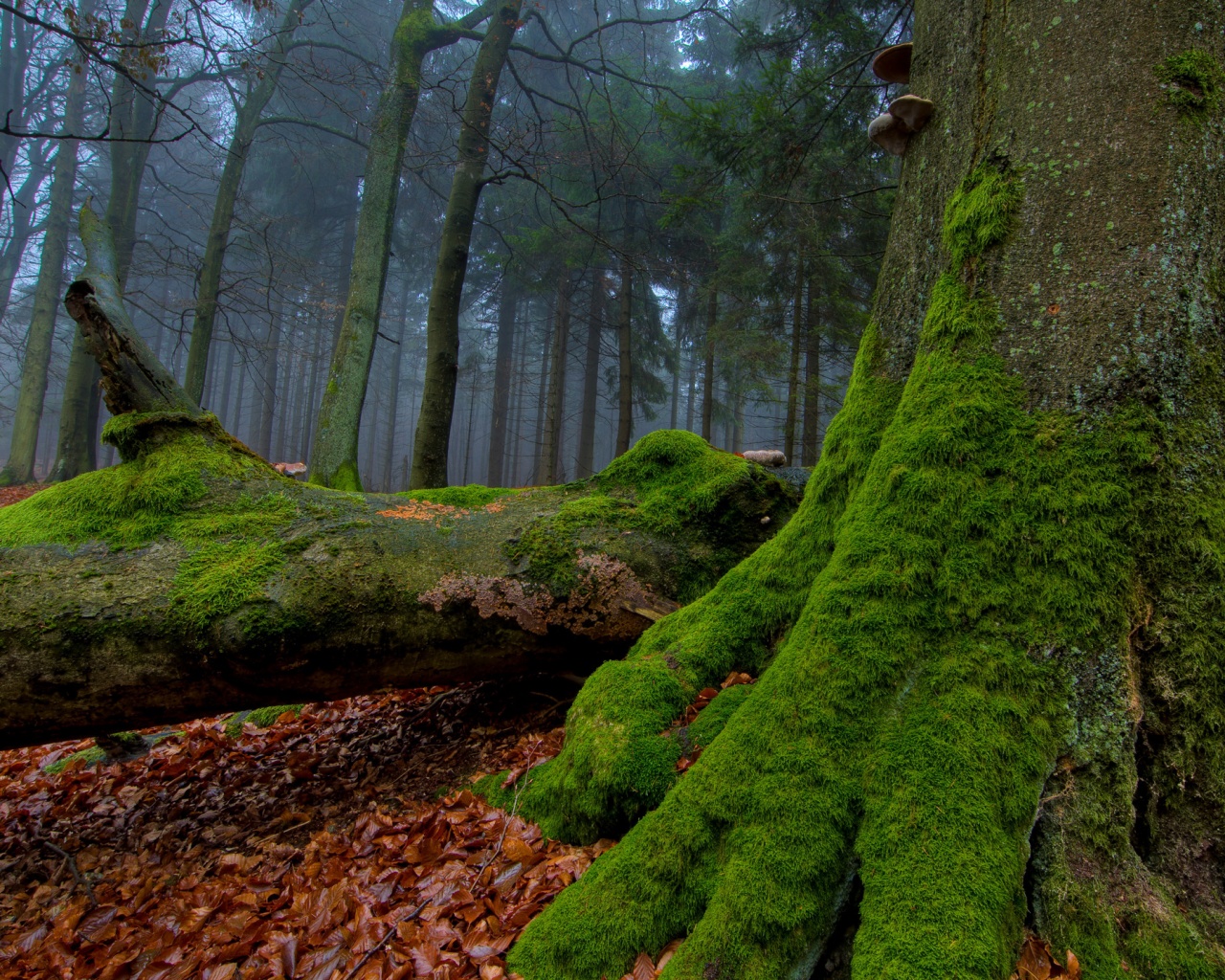 Дерево, поросшее мхом обои