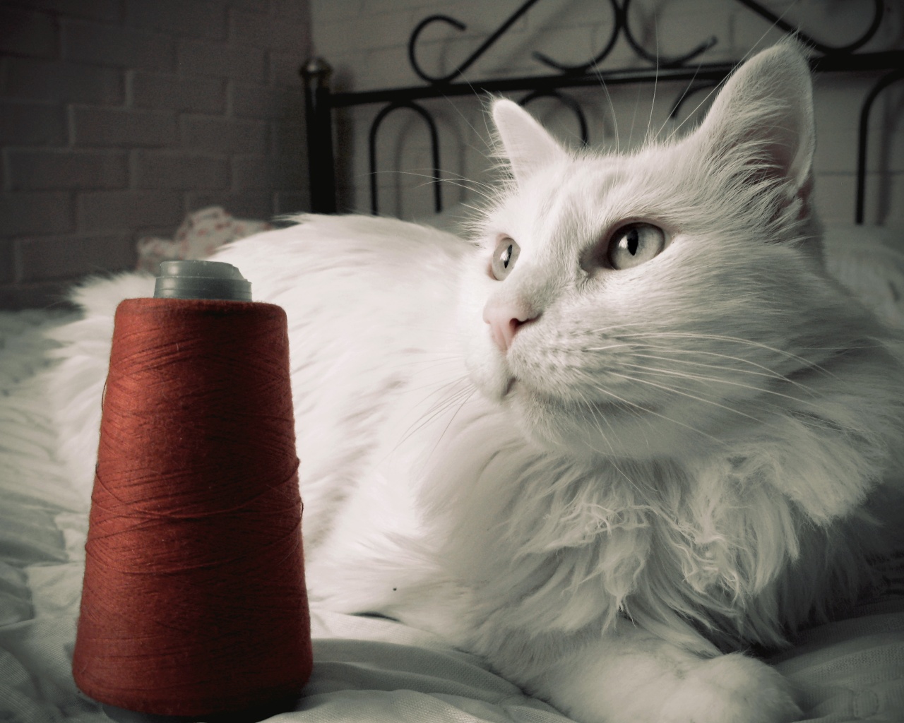 Белый кот с катушкой ниток обои