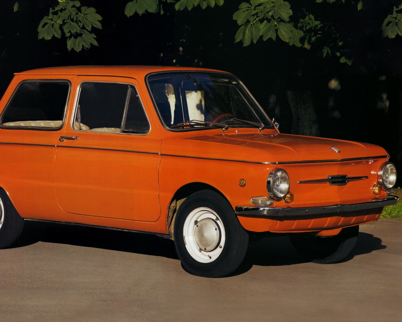 Оранжевый ушастый запорожец обои