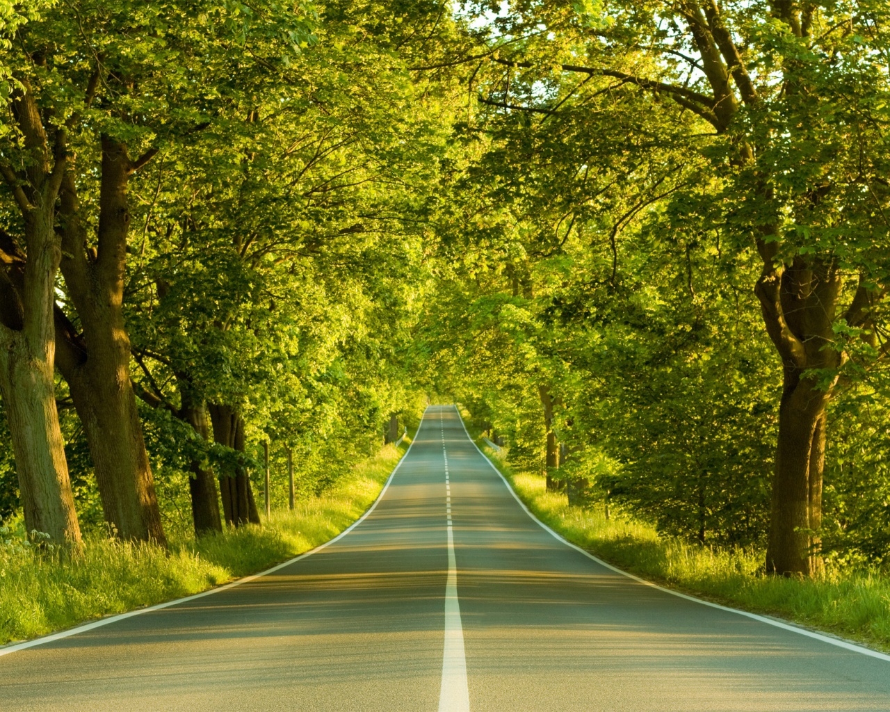 Под горку и в лес обои