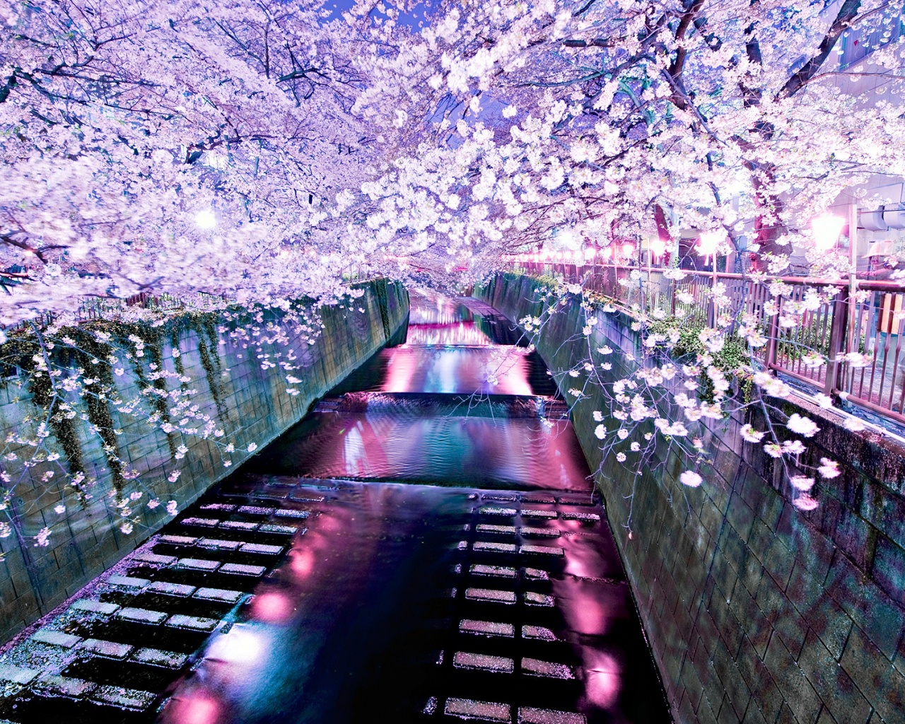 Река и цветение сакуры обои